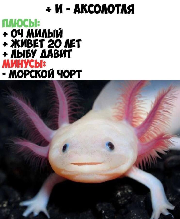 Мем без подписи