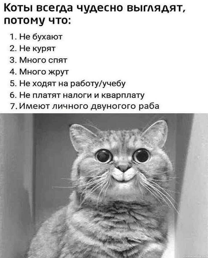 Мем от Darklega