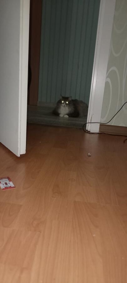 У моего кота есть две стадии ночной и дневной