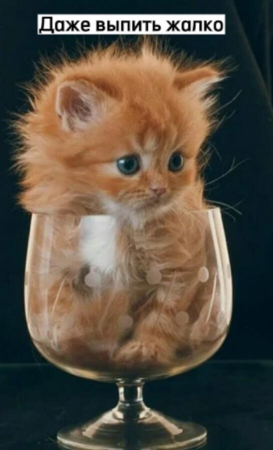 Бокал кота