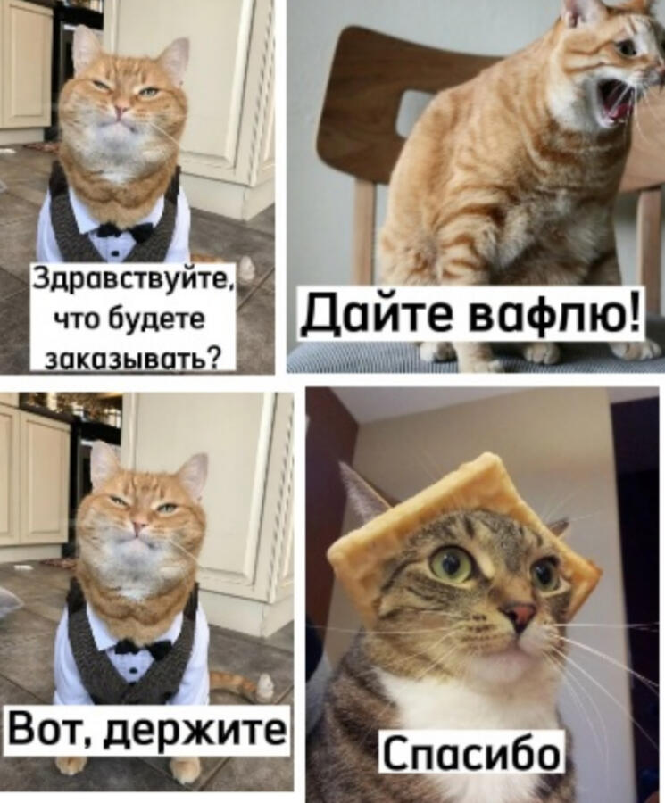 Кафе "Кошачья мечта"