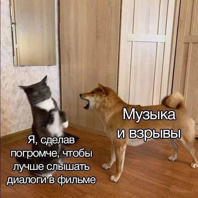 Мемы с котами.