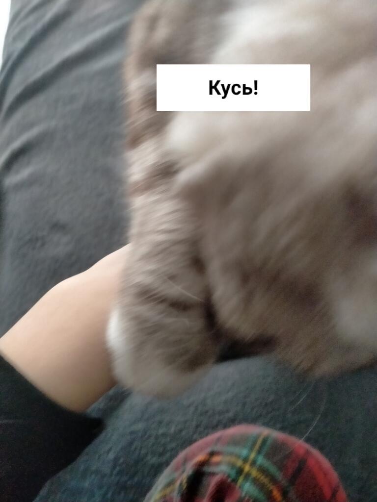 Укусил