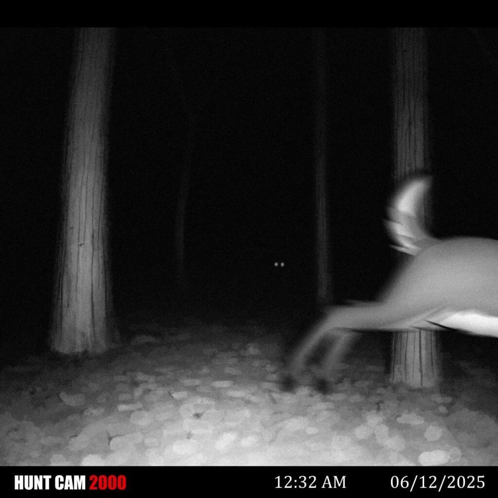 Стильный олень стоит в ночном лесу, внизу надпись HUNT CAM 2000 и время (3 из 4)