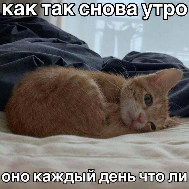 Мем от Коржик