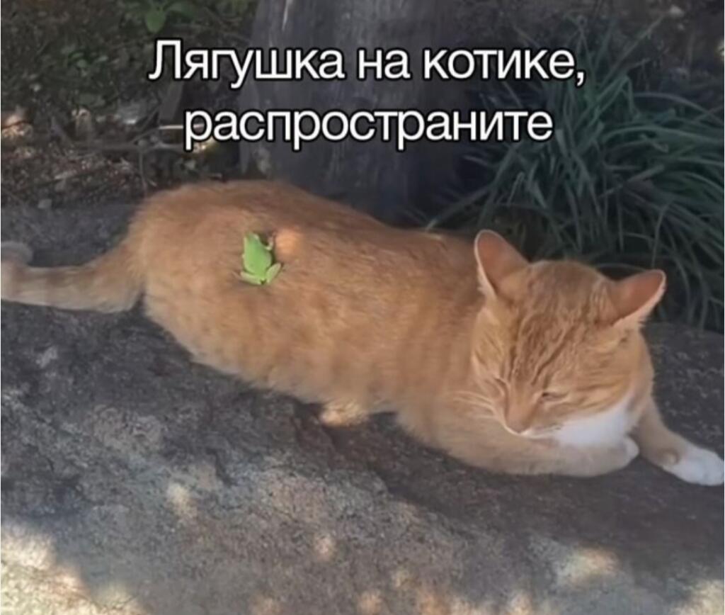 Распространяю 😁
