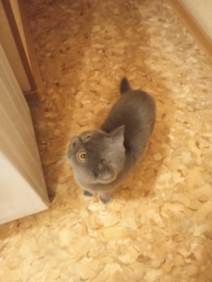 Знакомьтесь это моя кошка Буся