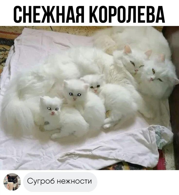 Мем от Ироник{ПЛМ}