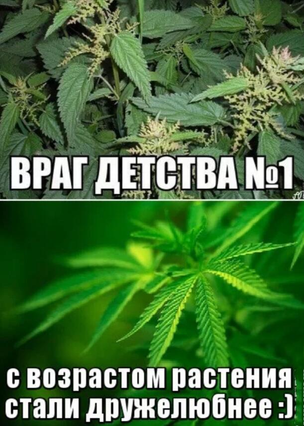 Получай крапива картинки