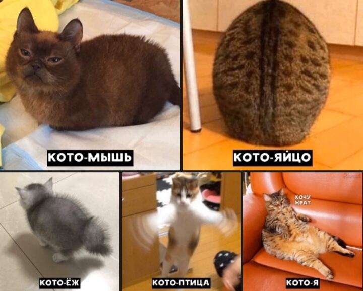 коты бывают разные. кошки разных цветов. коты бывают разные. котики разных пород. коты бывают разные и чистые и грязные.
