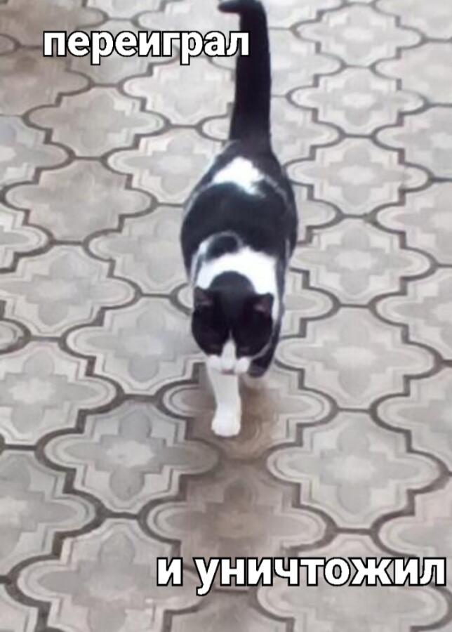 Я: пойду сделаю бутерброды с колбасой к чаю.  Кот который доел колбас...