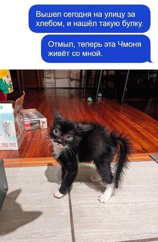 Мокрый черный котенок стоит на полу, текст сверху рассказывает, как нашли его на улице вместо хлеба