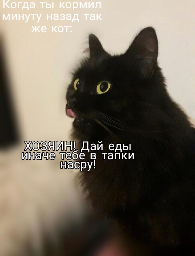 Привет я новый на этом сайте я хочу сделать вам свой мем ну вот что у меня получилось(кринж, но хочу показать):