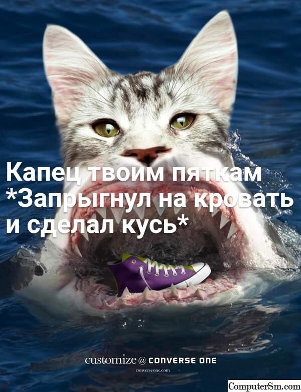 Я:Засыпаю в гостях 
Кот: