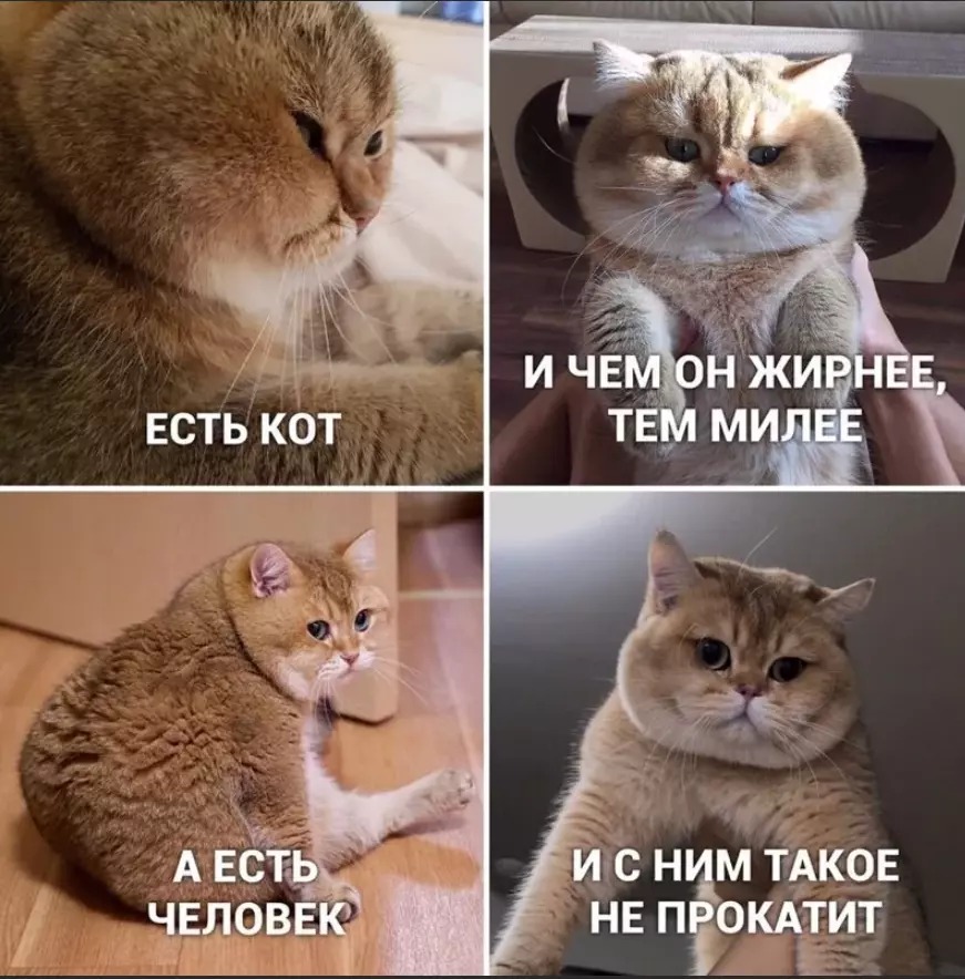 Картинки для мемов с котиками