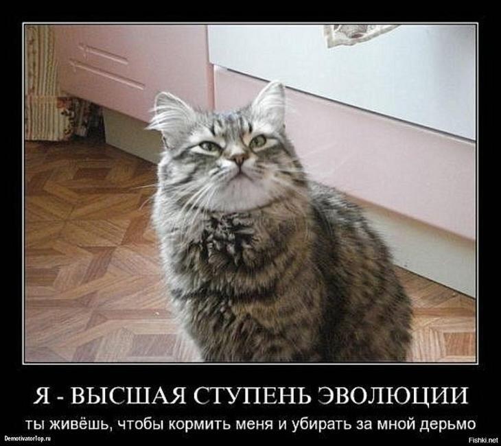 Полосатый кот сидит на полу и смотрит вверх, под ним надпись про высшую ступень эволюции и обязанность хозяина кормить и убирать за ним