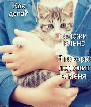 Полосатый котенок сидит на руках у человека и смотрит в камеру с надписью: Как дела? Положи тельно. Я говорю положи меня