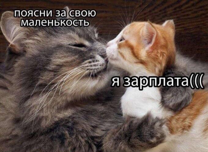 Мем от Милый Котяра