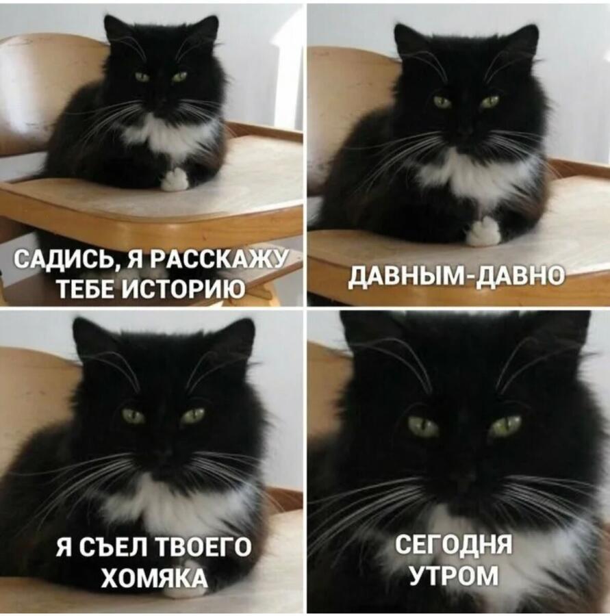 "Хороший кот"