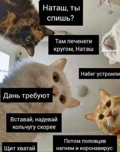 Мем от Kvlasova
