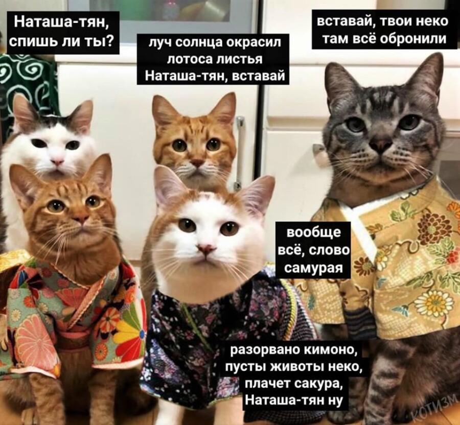 Наташа и коты картинки смешные