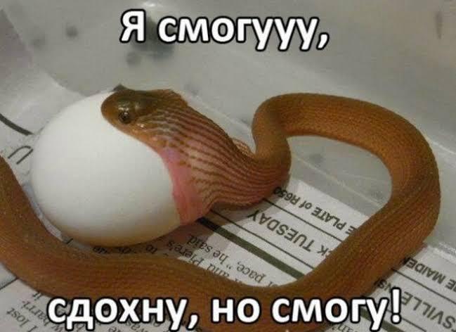 Змея с широко раскрытой пастью пытается проглотить большое белое яйцо, наложен текст Я смогууу, сдохну, но смогу!