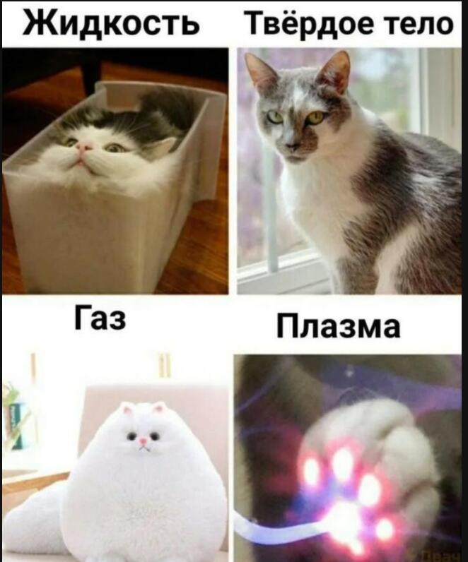 Внимание котики передел это