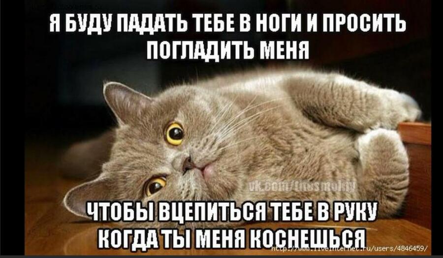 Мем от Капибара