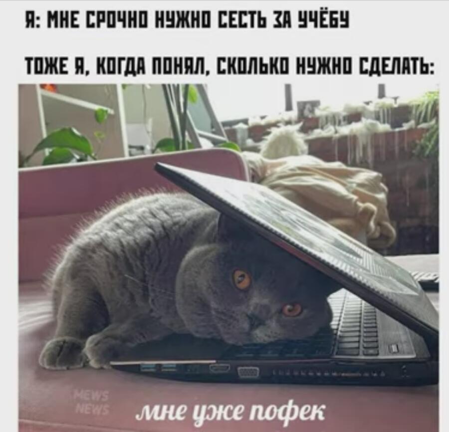 Бедный котик