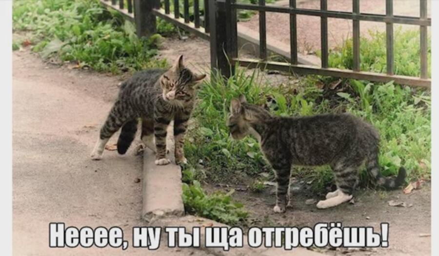 Мем от Lena