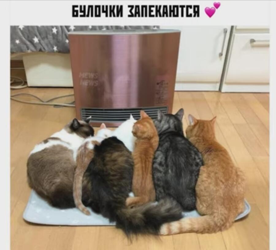 Какие милые булочки💞