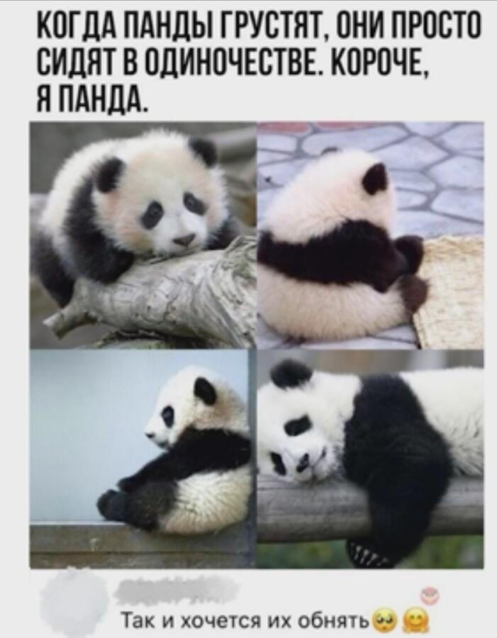 Одинокая грустная панда🐼