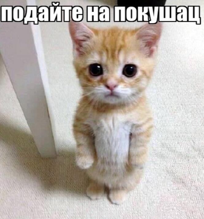 Подадите лайков?)