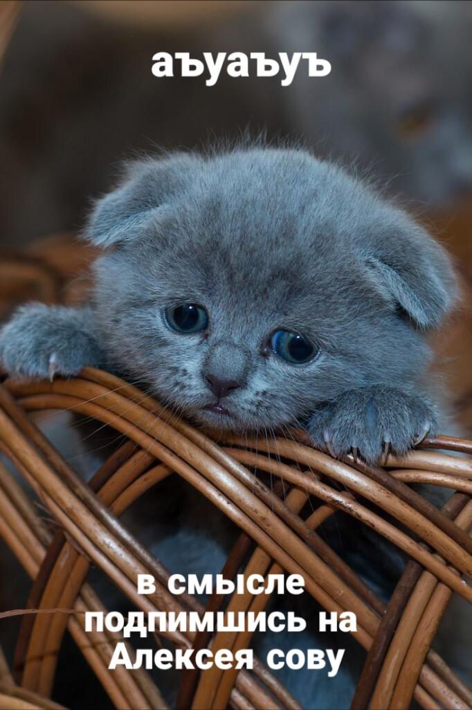 Кто-то: лучшей фразы не существует  Я: 👇