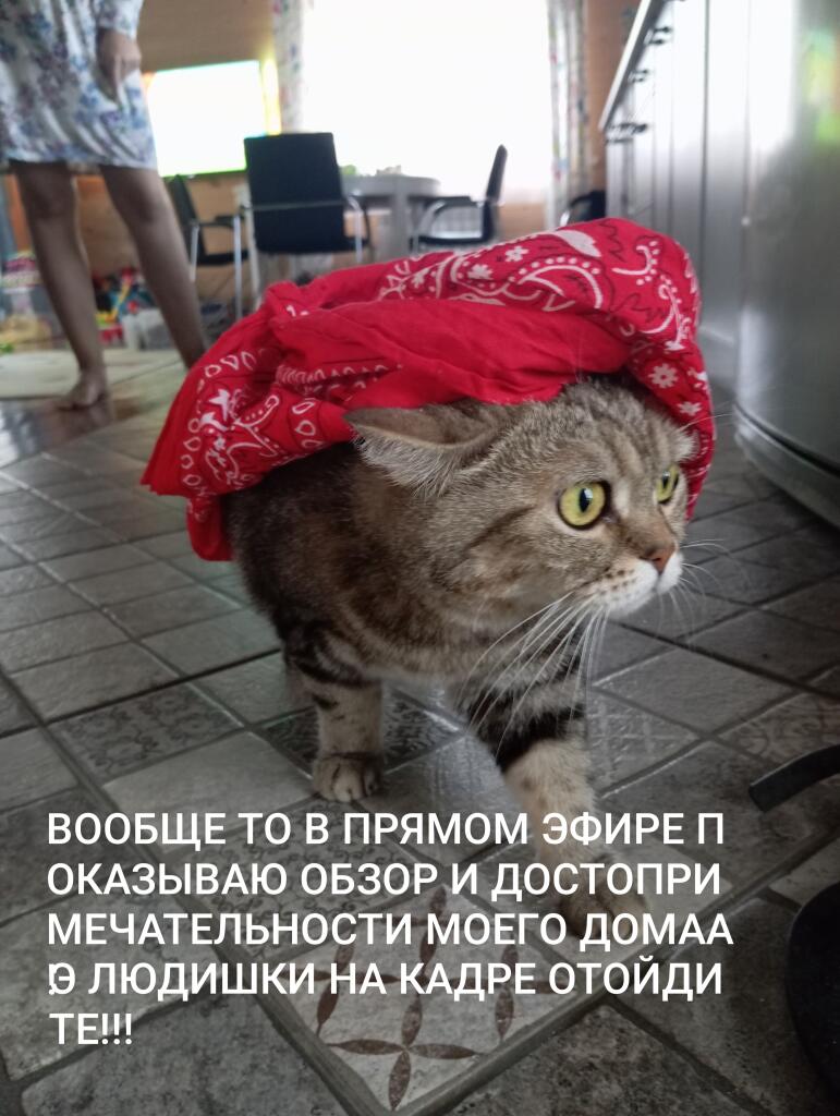 Полосатый кот с красным платком на голове идёт по плиточному полу кухни, в тексте призыв к людям на кадре отойти