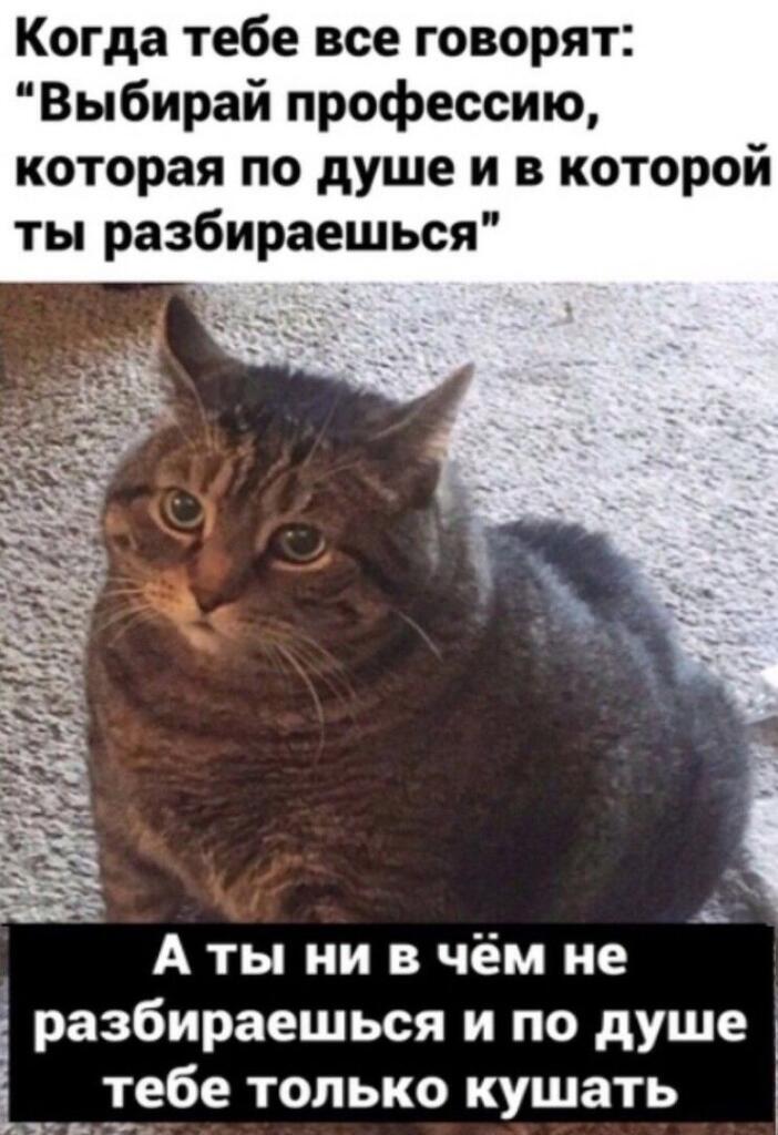Полосатый кот сидит на ковре с растерянным выражением морды, текст сверху говорит о выборе профессии, а снизу — что по душе только кушать