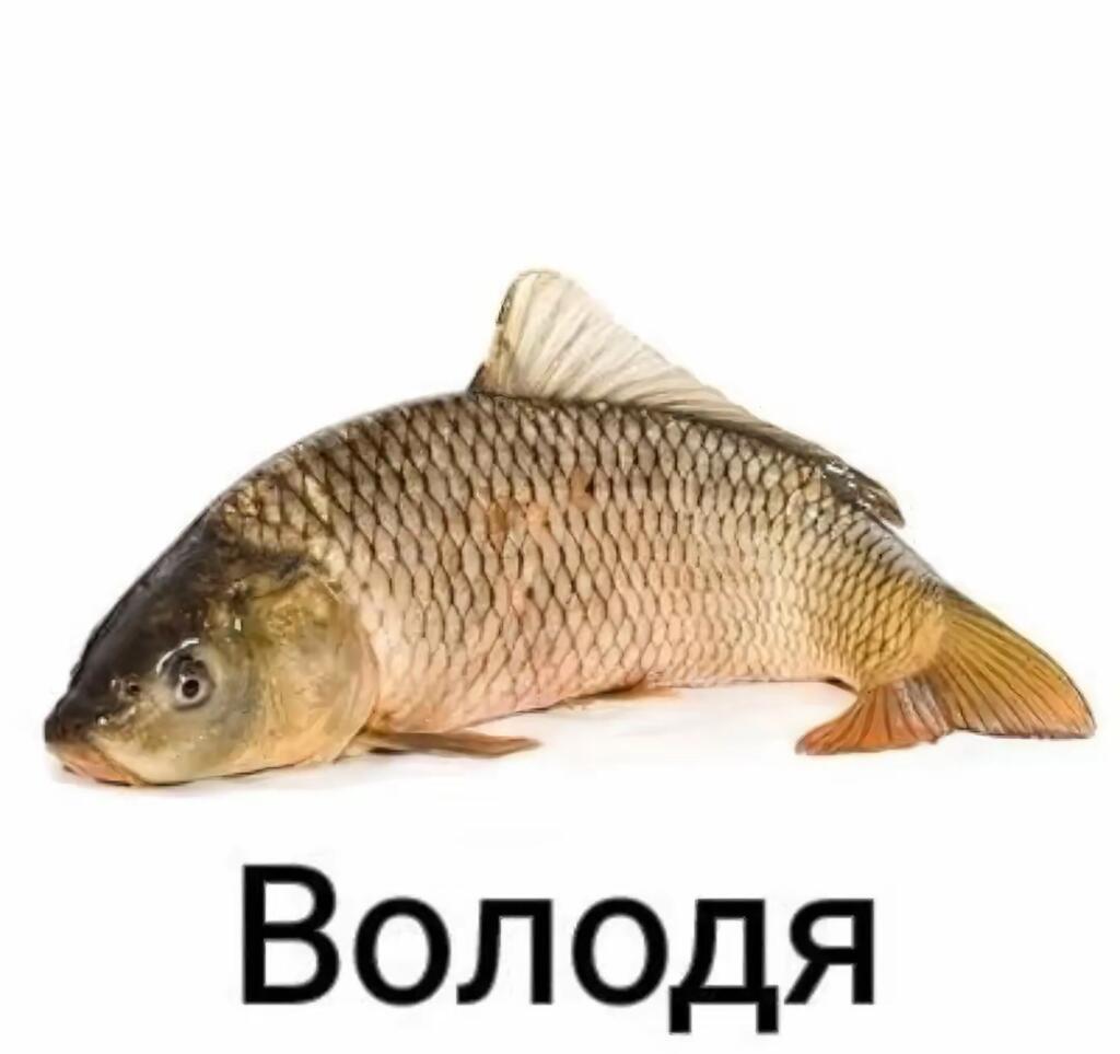Карп лежит на белом фоне, под ним чёрная надпись Володя