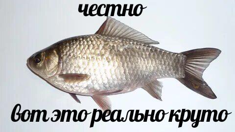 Я помню про мимозг