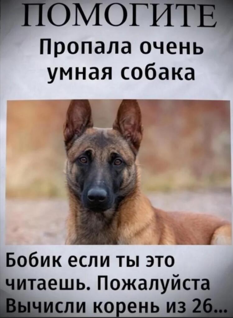 Немецкая овчарка на фоне объявления о пропаже очень умной собаки Бобика, который умеет вычислять корень из 26