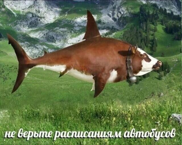 Я захожу на Пикабу за мемами .
Также Пикабу :