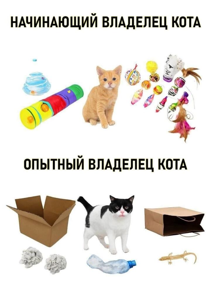 Опытный владелец кота