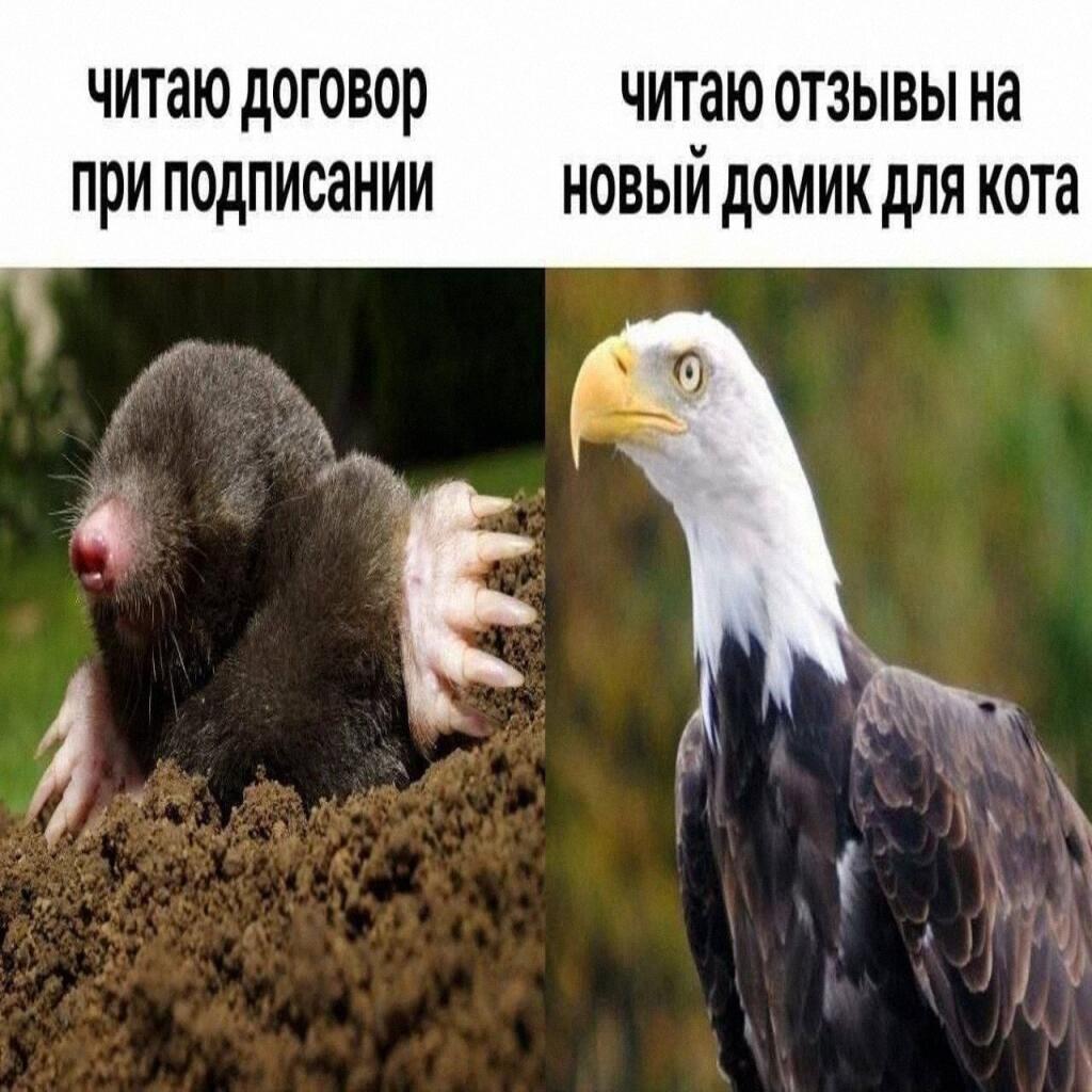 Котики важнее ваших договоров