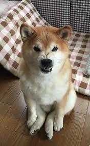 я обижаю жену  
 
она:（злобно сидит）