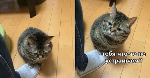 Мем от memas