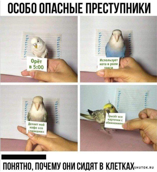 Мем от Mishutkaᐖ [ПЛМ]