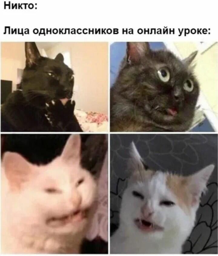 Четыре фото котов с забавными гримасами: один облизывает лапу, у другого вывален язык, остальные улыбаются. Надпись: Лица одноклассников на онлайн уроке