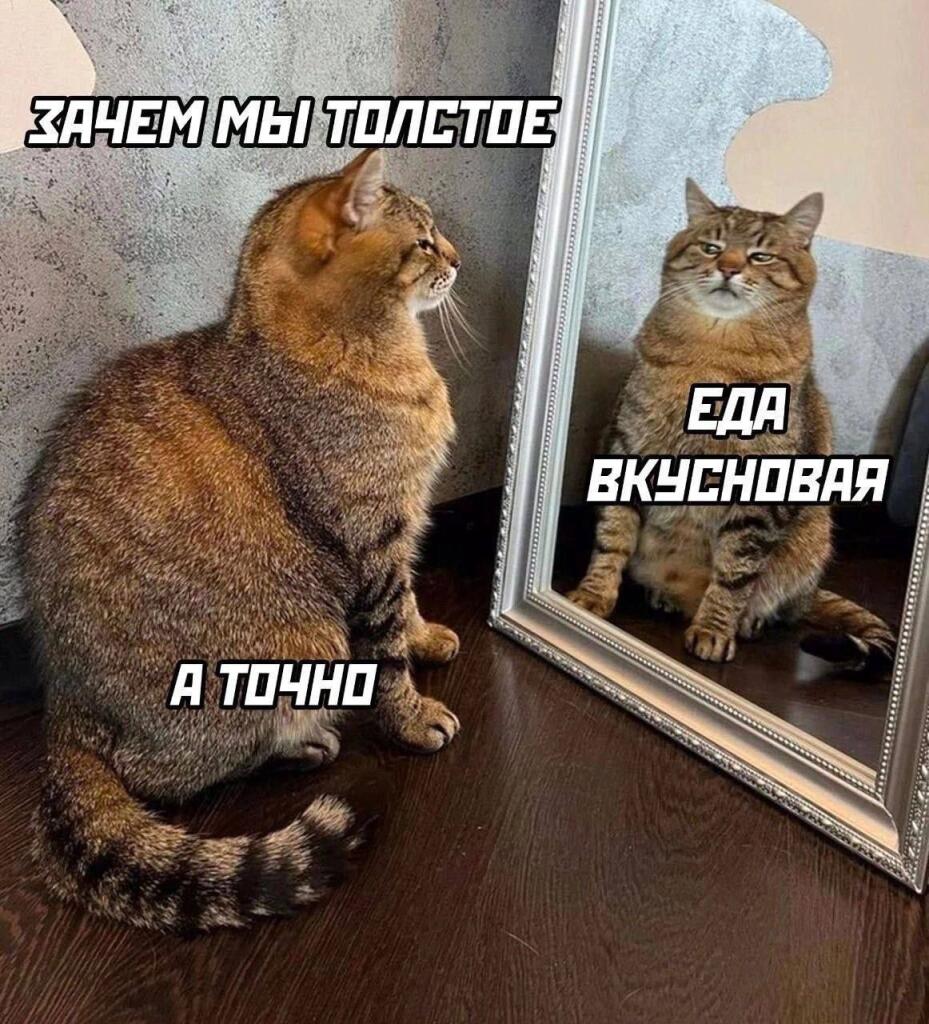 Толстый полосатый кот смотрит в зеркало, где отражение говорит ему, что еда вкусная