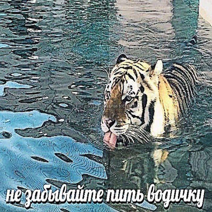 Коты