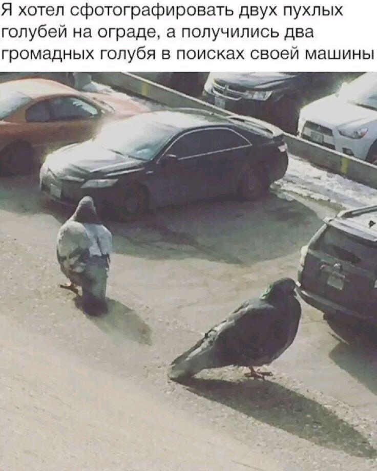 -курлык, курлык?!  -курлык, курлык.