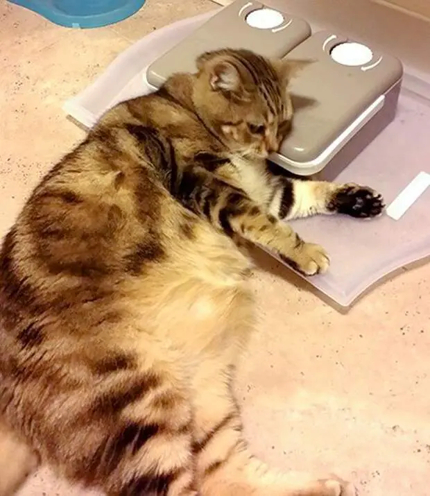 Толстый голодный. Кошка Обжора. Обожравшийся кот. Толстый кот. Кот объелся.